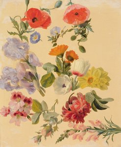 Studies van zomerbloemen